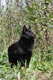 SCHIPPERKE 266